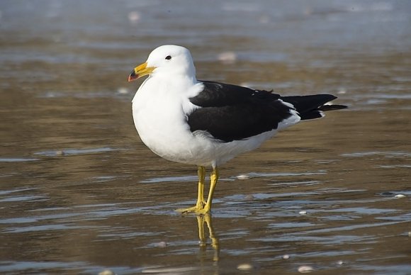 Vtáky VN Bešeňová